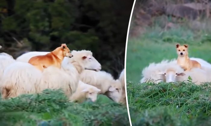 Vidéo : Un chien de berger se lie d&rsquo;amitié avec un mouton et monte sur son dos