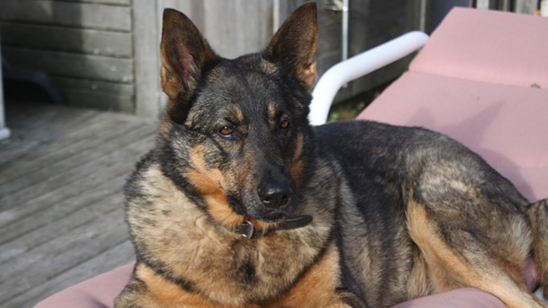 Une chienne abandonnée est secourue pour qu&rsquo;elle ne passe pas ses vieux jours dans la rue