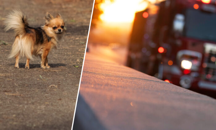 Un chihuahua héroïque meurt en tentant de sauver ses maîtres d&rsquo;un camping-car en flammes