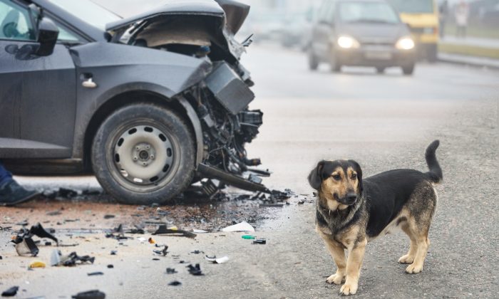 La photo d’un chien qui refusait de quitter la scène d’un accident de voiture tragique est devenue virale