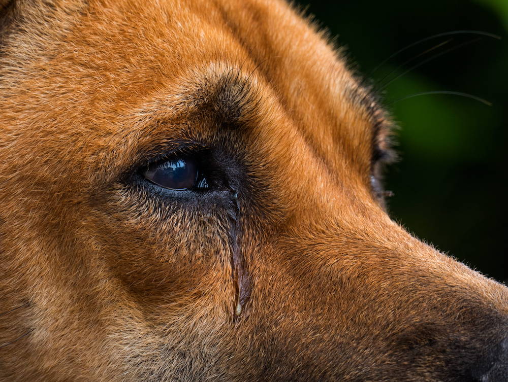 3 personnes arrêtées en Louisiane après la découverte d&rsquo;un chien aux pattes postérieures «sciées»