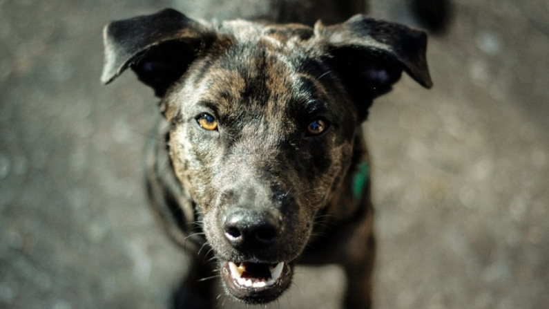 Un chien errant apporte une feuille d&rsquo;arbre à la cafétéria de l&rsquo;école pour payer ses biscuits