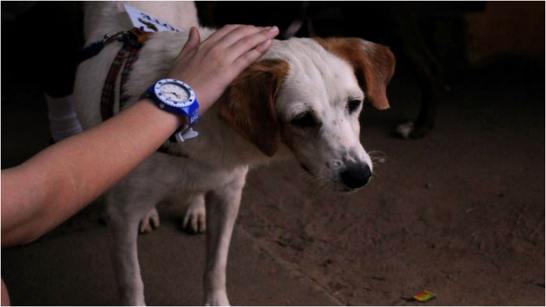 Le merveilleux sauvetage d&rsquo;un chien qui a attendu son propriétaire décédé pendant des jours sur la voie ferrée
