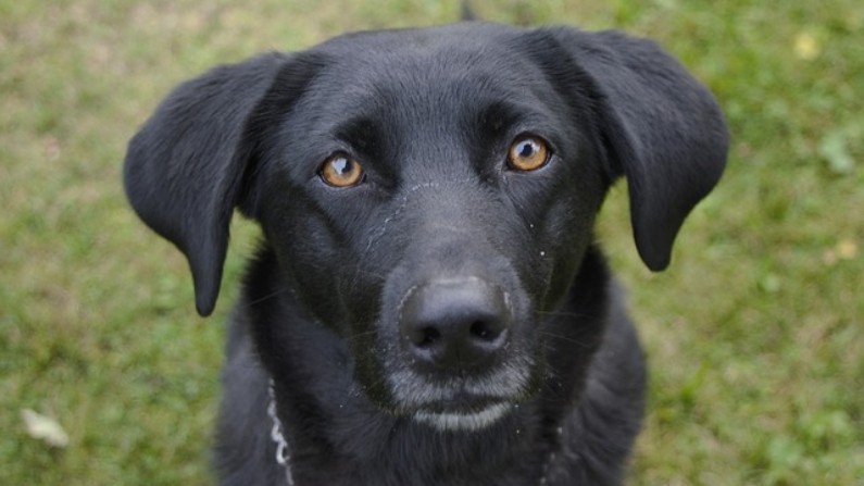 Une chienne perdue revient consoler sa famille après avoir survécu à l&rsquo;accident qui a tué son propriétaire