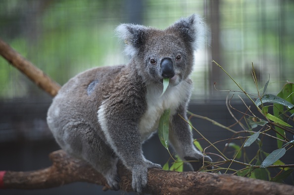 Australie: des centaines de koalas auraient péri dans un incendie