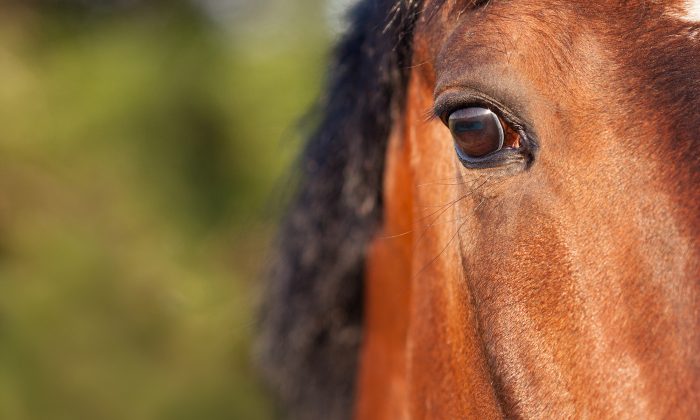 Un rapprochement entre un poulin orphelin au seuil de la mort et une jument venant de perdre son poulain aboutit à un miracle