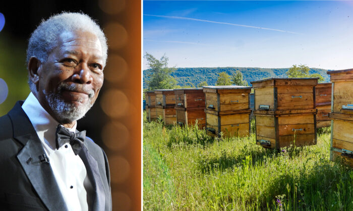 Afin de sauver les abeilles à miel, l&rsquo;acteur Morgan Freeman consacre son ranch de 50 ha à l&rsquo;apiculture
