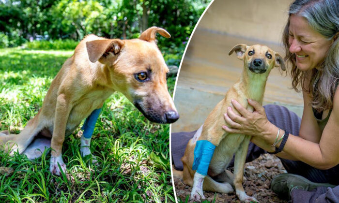 Une chienne paralysée s&rsquo;est traînée en terrain dangereux sur plusieurs kilomètres, pour obtenir de l&rsquo;aide – voyez comment elle se porte aujourd&rsquo;hui