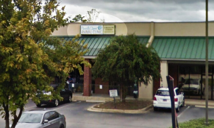 Un chien apporte du réconfort à un chiot qui a été battu, traîné derrière une voiture et laissé pour mort