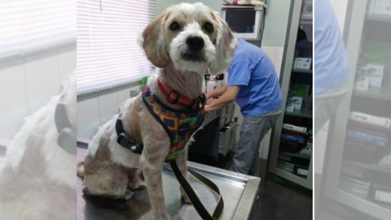 Un chien moribond change radicalement en seulement 5 mois après son sauvetage – il cherche maintenant un foyer rempli d&rsquo;amour