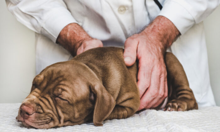 Un pitbull nommé «gargouille», ayant les pattes déformées à cause du manque d&rsquo;espace là où il vivait, obtient une seconde chance dans la vie