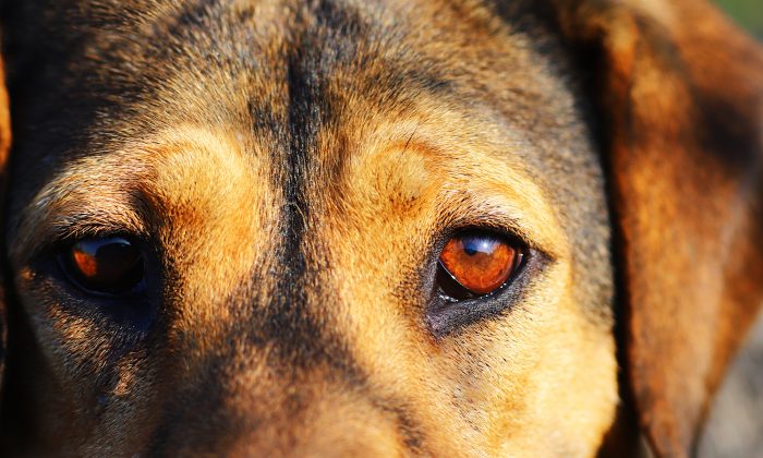 Une chienne photographiée seule dans un autobus pourrait être prête à être adoptée