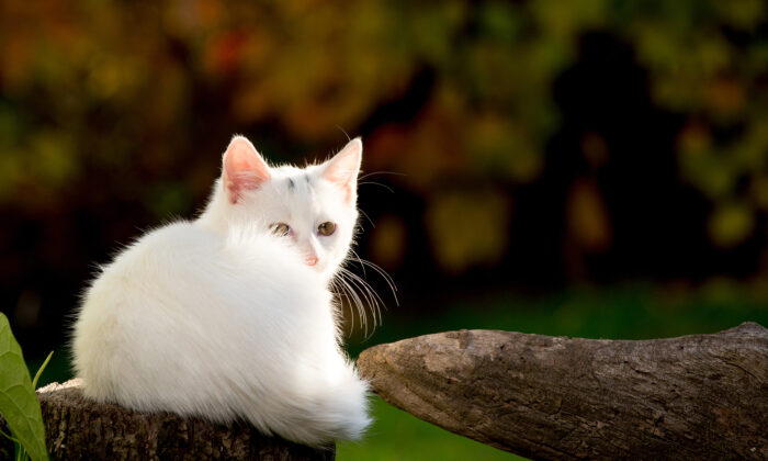 Un chat persan négligé, supportant un lourd fardeau de fourrure en broussailles, change totalement d&rsquo;aspect et n&rsquo;en revient pas