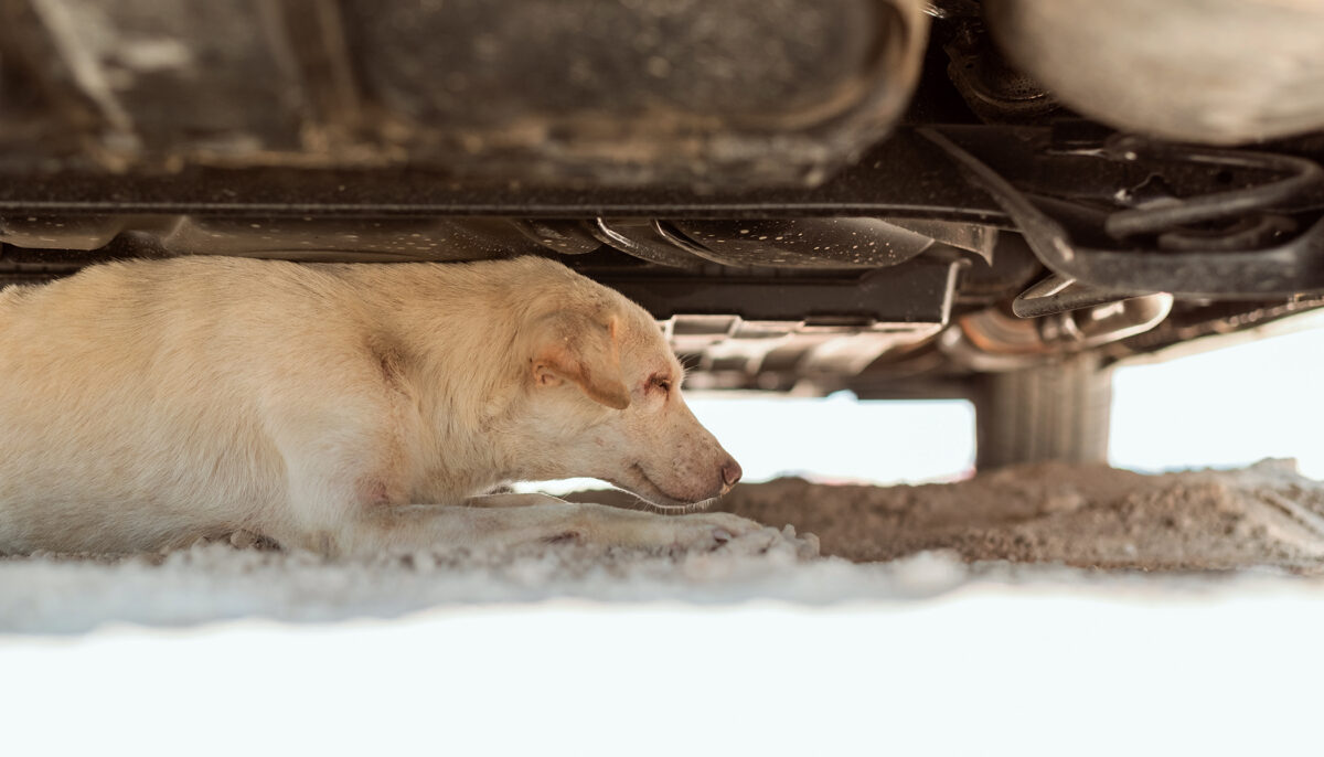 Une chienne mutilée qui s&rsquo;est traînée sous la voiture d&rsquo;un inconnu implore son aide