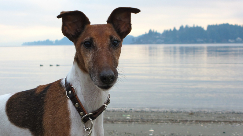 Une chienne perdue depuis 12 ans apparaît à 1600 km de chez elle : «J&rsquo;ai pleuré tant de nuits sans elle»