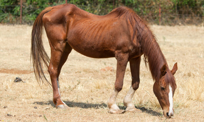 Une femme est accusée d&rsquo;avoir négligé 300 animaux tels des chevaux, lapins et poulets affamés