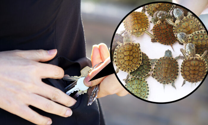 Des porte-clés contenant des tortues et salamandres vivantes sont toujours vendus par des vendeurs de rue en Chine, en toute légalité