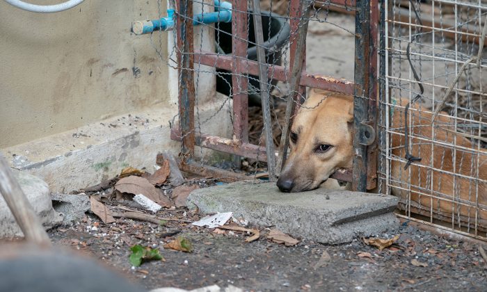 Une fillette amène son chien au refuge avec des notes détaillées pour le nouveau propriétaire