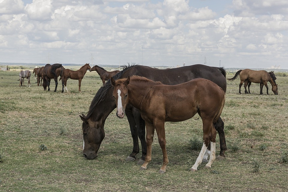 70 chevaux sauvés de l&rsquo;abattoir vivent à présent dans le ranch du musicien Willie Nelson