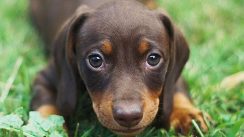 Des pétards défigurent un chiot – il est presque euthanasié mais un « ange » lui apporte de l&rsquo;espoir