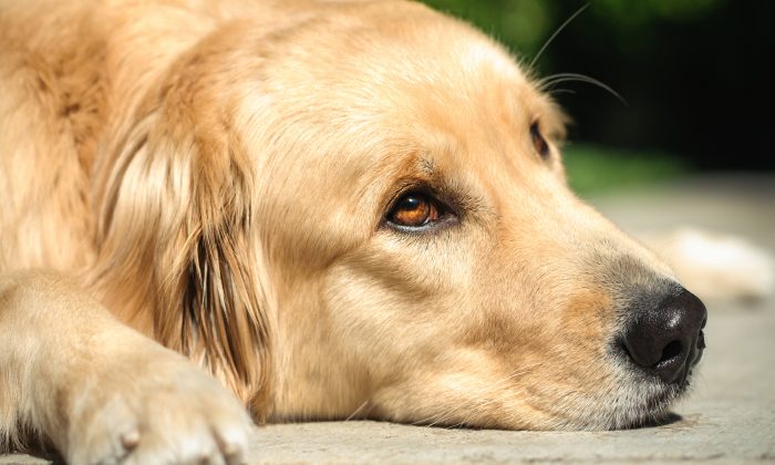 Un golden retriever « pleure » pendant la nuit en attendant son propriétaire qui ne reviendra pas