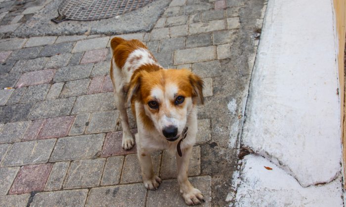 Chaque jour ce chien attend tristement le retour de son sauveteur, jusqu&rsquo;à ce qu&rsquo;une dame lui montre son cercueil