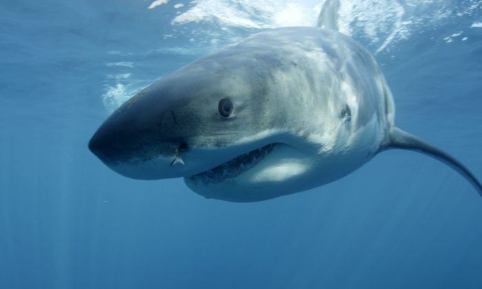 Un grand requin blanc préservé retrouvé à l&rsquo;intérieur d&rsquo;un parc animalier abandonné