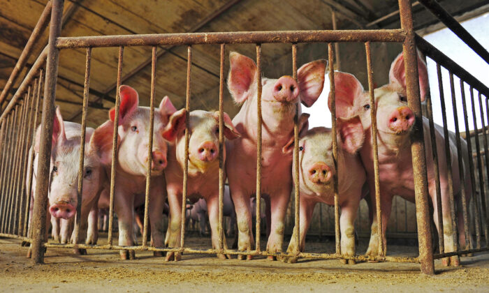 Trop inhumain pour l&rsquo;ignorer : découvrir deux expériences choquantes de chercheurs chinois à Chongqing