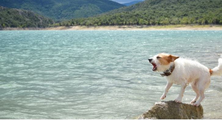 Une chienne ne cesse d&rsquo;aboyer et de pousser son propriétaire sur la plage, il est surpris quand il en découvre la raison