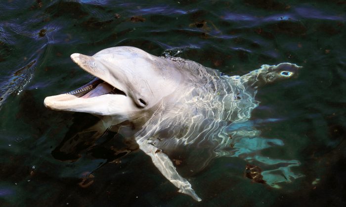 Des dauphins sauvent un chien épuisé qui se noie dans un canal de Floride, et s&rsquo;y prennent d&rsquo;une façon incroyable