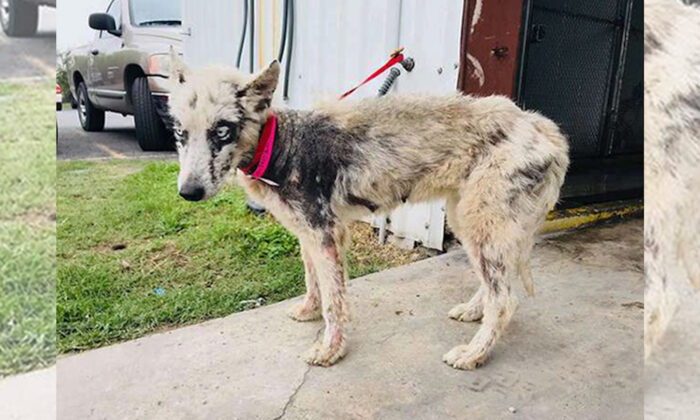 Pouvez-vous croire que ce husky, qui était sur la liste des chiens « à euthanasier », est désormais resplendissant de santé ? Aujourd&rsquo;hui, il aime la vie !