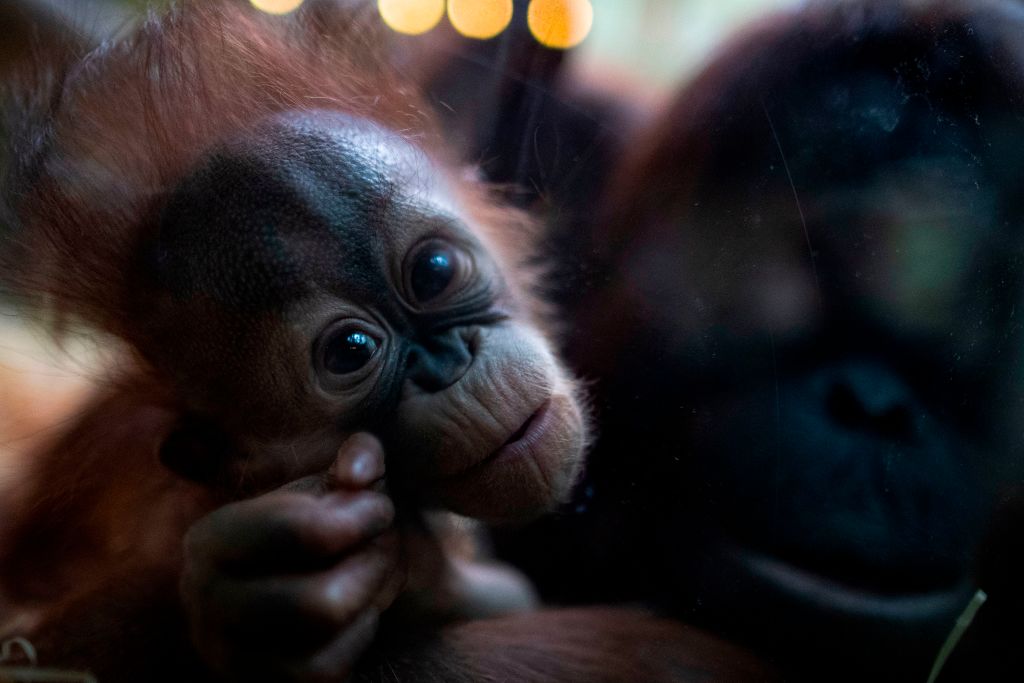 On ne peut pas rester indifférent au vrai prix de l&rsquo;huile de palme