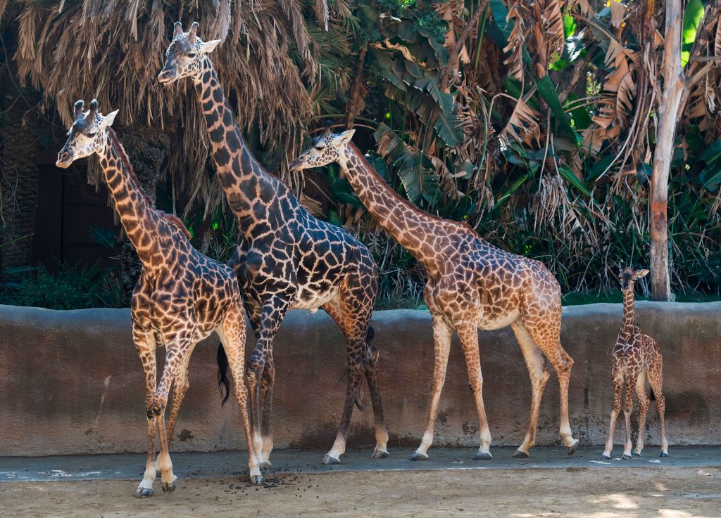 Etats-Unis: trois girafes et des antilopes périssent dans l&rsquo;incendie d&rsquo;un parc animalier