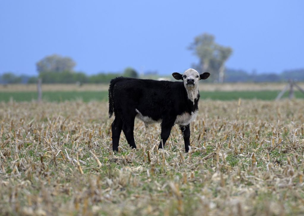 États-Unis: trois vaches emportées par un ouragan retrouvées vivantes sur une île