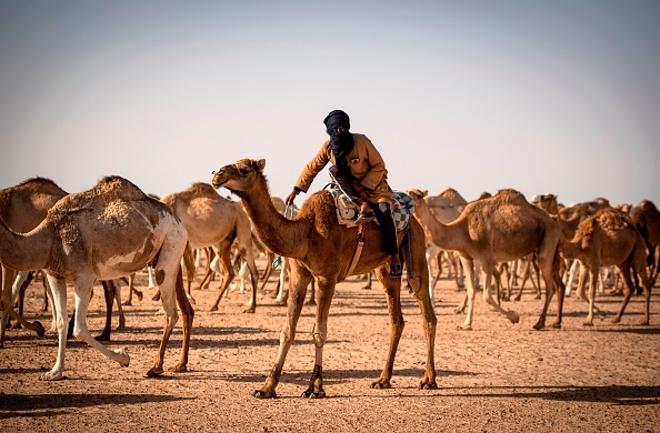 Au Sahara occidental, un éleveur de dromadaires « à l&rsquo;ancienne »