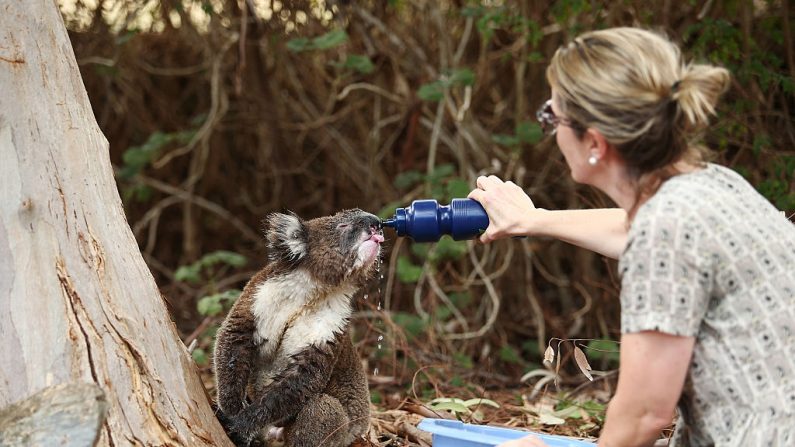 Le koala viral sauvé lors des terribles incendies en Australie est mort