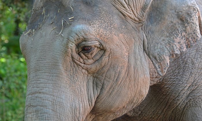 Une vidéo montre des éléphants prenant part à une «procession funèbre» d&rsquo;un éléphanteau mort