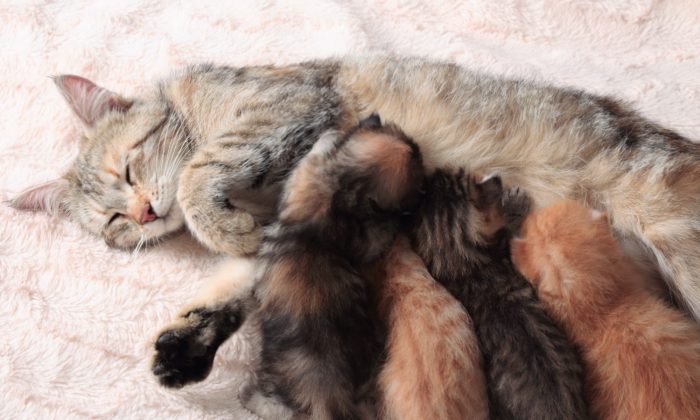 Une chatte héroïque traverse les flammes pour sauver ses 5 chatons d&rsquo;un incendie