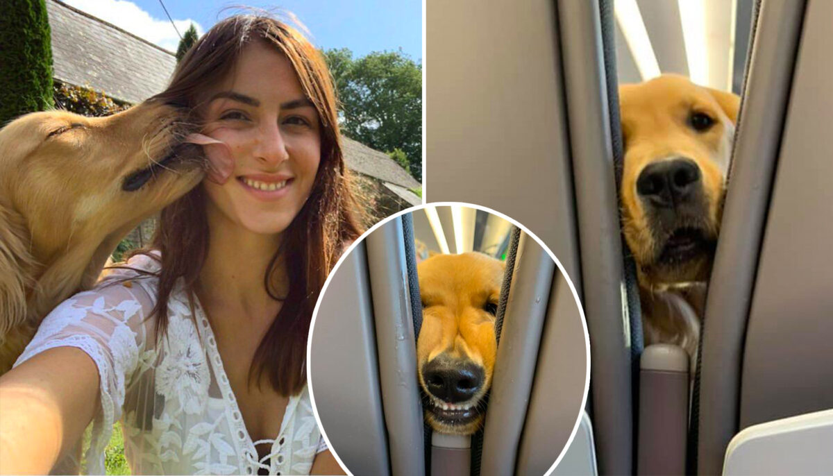 Un chien hilarant à bord d&rsquo;un train tente d&rsquo;attraper des chips et fait rire les passagers – ses photos deviennent virales