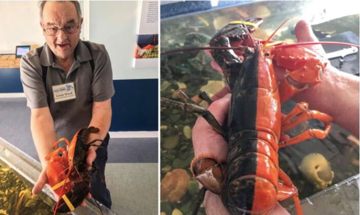 Un homard orange et noir trouvé dans le Maine, c’est extrêmement rare, 1 chance sur 50 millions