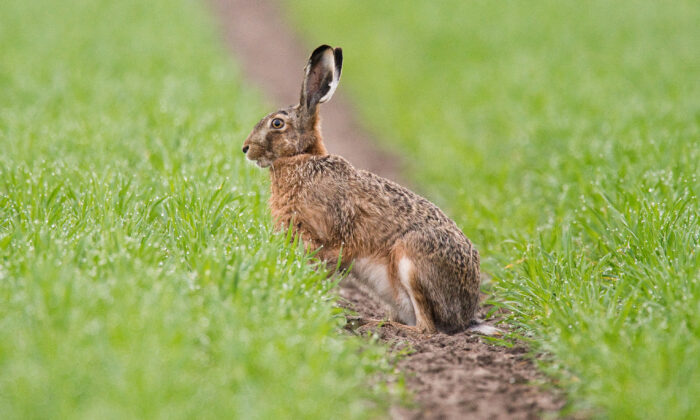 Les internautes soupçonnent les autorités chinoises de cacher de nouveaux cas de peste