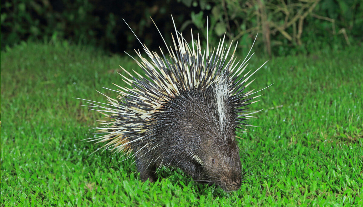 Un chien sans-abri se trouve un foyer, après la publication sur Facebook de sa terrible rencontre avec un porc-épic