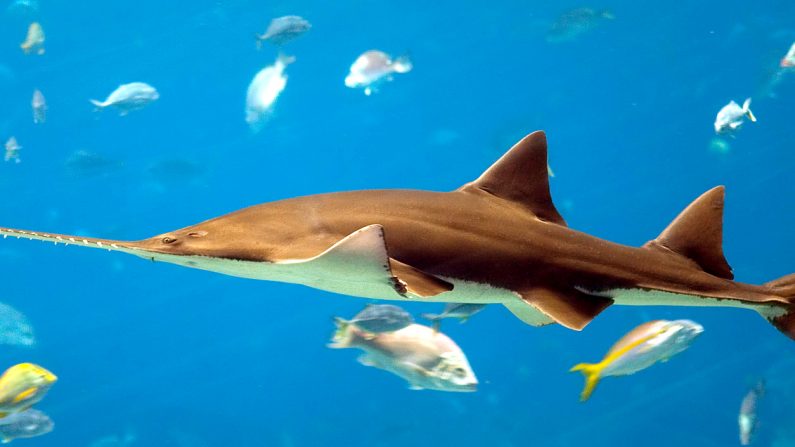 Un an de prison et une amende élevée pour un homme qui a mutilé un poisson-scie en Floride