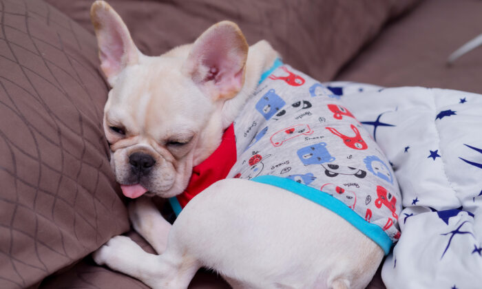 Un homme dit à son chien : «Tu es très élégant!» La réponse du chiot vous fera mourir de rire