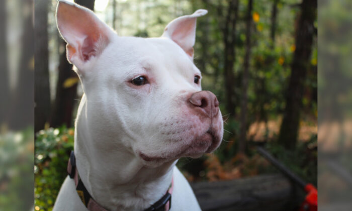 Un chien volé, séparé de sa propriétaire pendant deux ans, saute de joie lors des retrouvailles