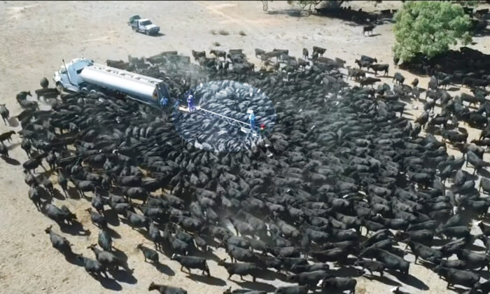 Un drone filme des centaines de vaches assoiffées autour d&rsquo;un camion-citerne en Australie pendant la sécheresse