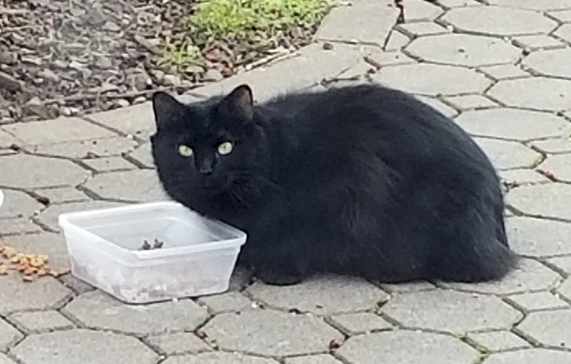 Un chat disparu depuis cinq ans et retrouvé à 1 900 km plus loin est réuni avec son propriétaire