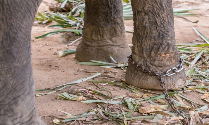 Attaché à sa mère promenant des touristes, un bébé éléphant tombe d&rsquo;épuisement