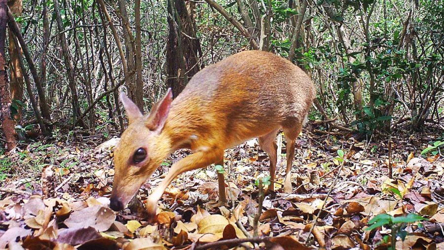 Découverte pour la première fois en 30 ans d&rsquo;un petit animal ressemblant à un cerf au Vietnam