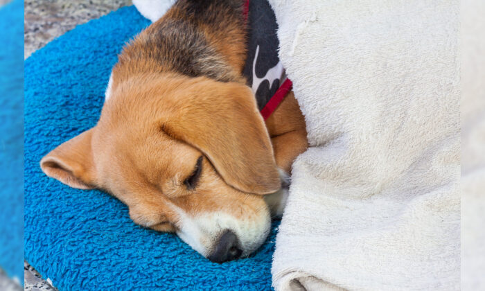 Soutenu et protégé par un autre chien dans le froid, ce shar-pei blessé et abandonné a pu être sauvé